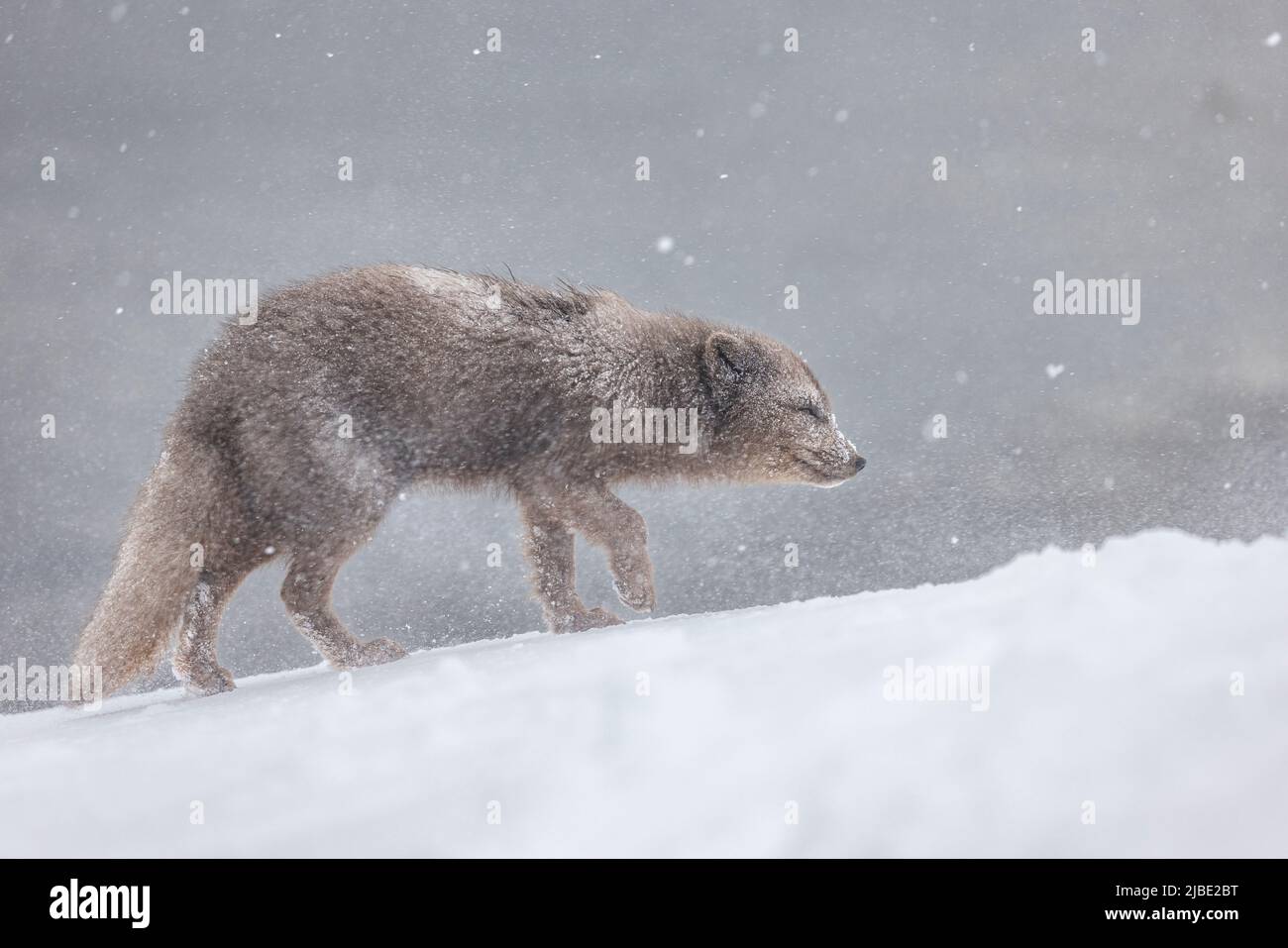 Arctic Fox enjoying the snow in Hornstrandir Nature Reserve, Iceland. Stock Photo