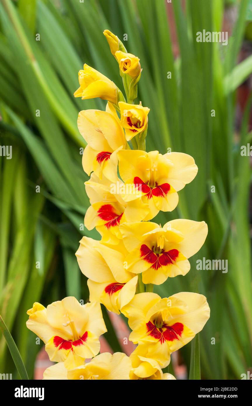 Close up of large yellow & red flowers of Gladiolus Stella against a background of leaves a summer flowering cormous perennial that is half hardy Stock Photo