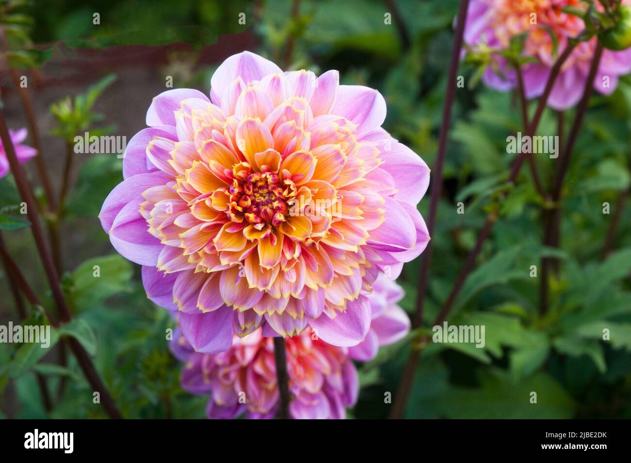 Close up of Dahlia Boogie Woogie a yellow white & pink Anemone flowering dahlia against background of green leaves a frost tender deciduous perennial Stock Photo