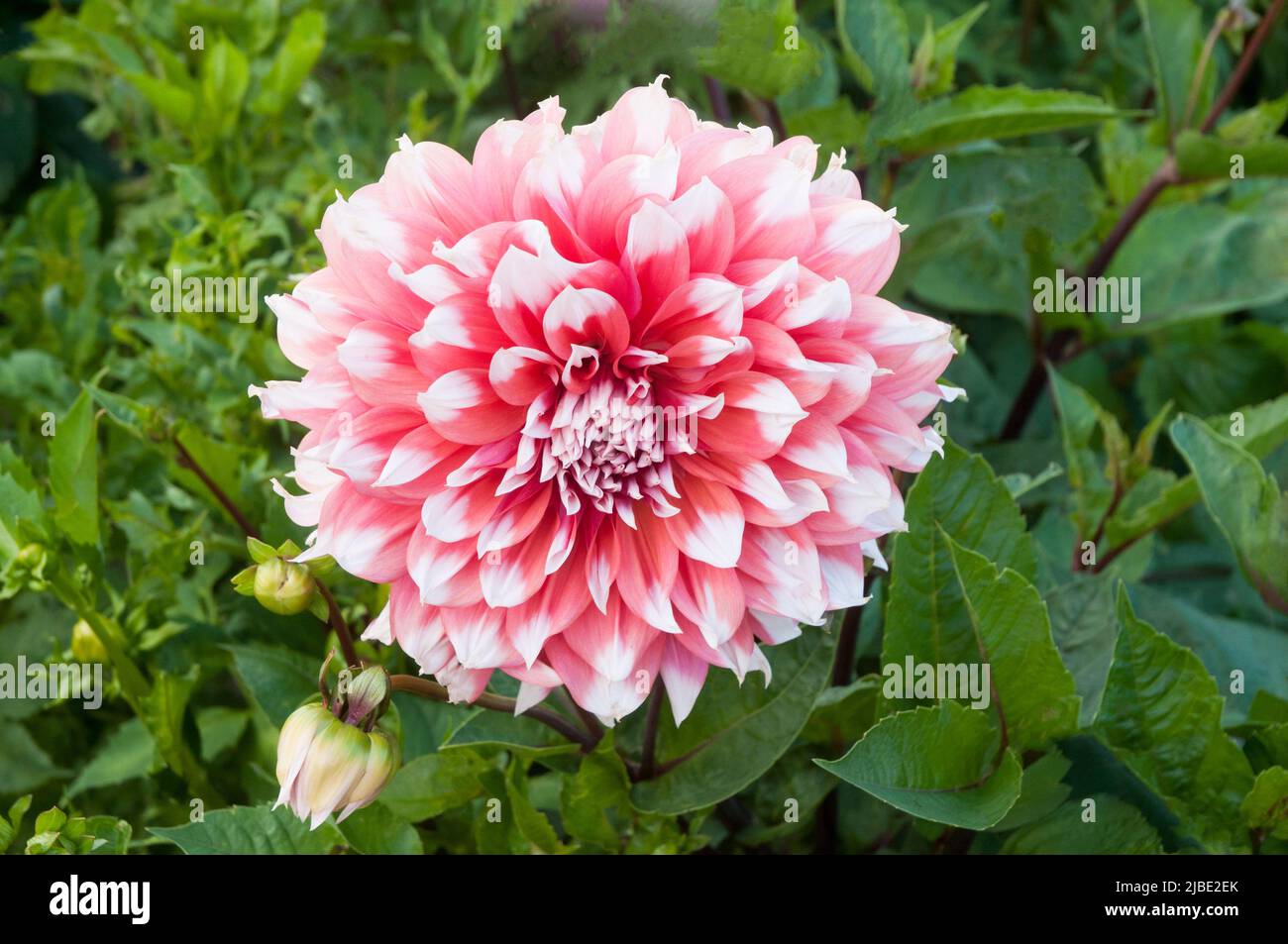 Close up of Dahlia Holland Festival an orange and white Giant