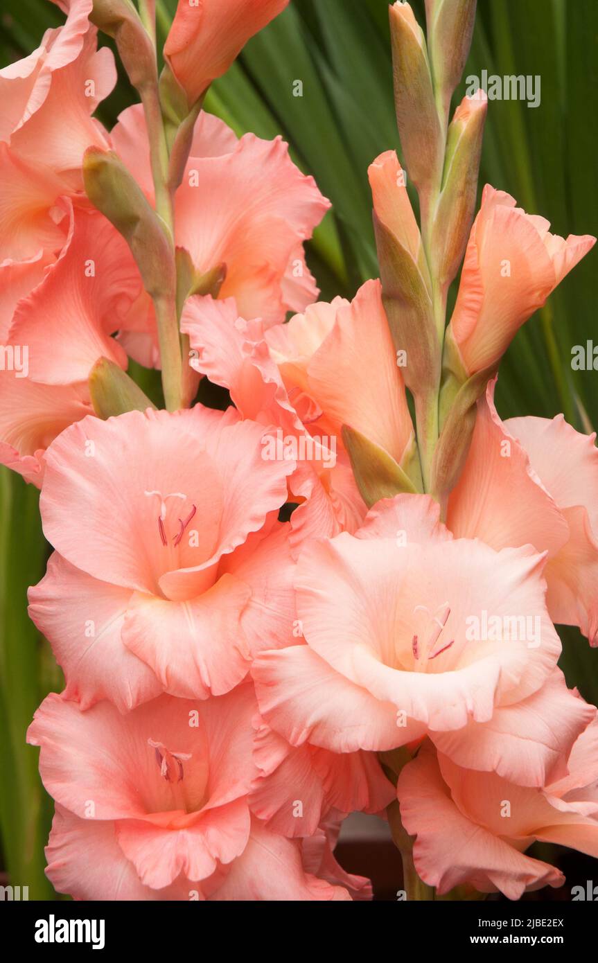 Close up of Light Salmon Pink flowers of Gladiolus Cimarosa against a background of leaves a summer flowering cormous perennial that is half hardy Stock Photo