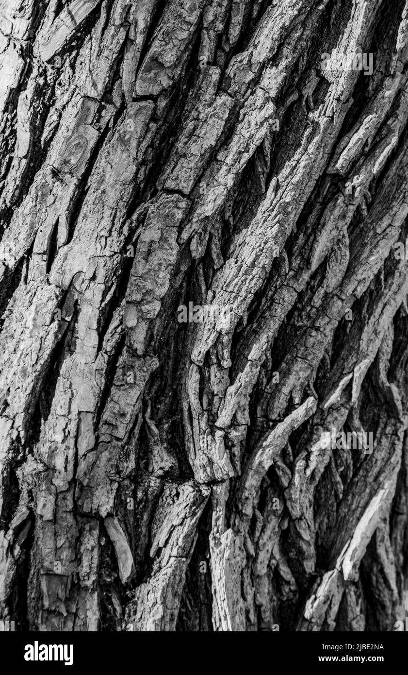 A black and white close up shot of a tree trunk; can be used as a background, wall paper, texture, pattern, or abstract - stock photography Stock Photo