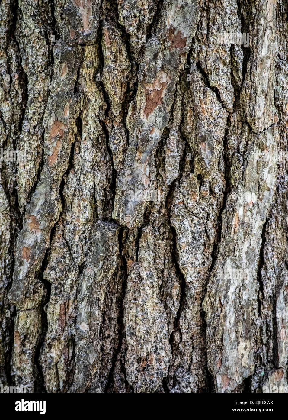 A close up shot of a tree trunk, can be used as background, wall paper, texture, pattern, or abstract - stock photography Stock Photo