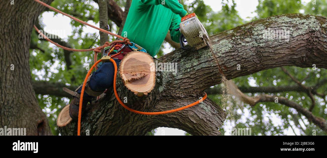 Man cutting down a tree sitting on a large tree branch while using a