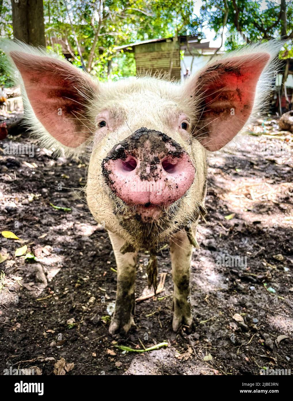 a funny photo of a pig with large ears covered in mud Stock Photo - Alamy