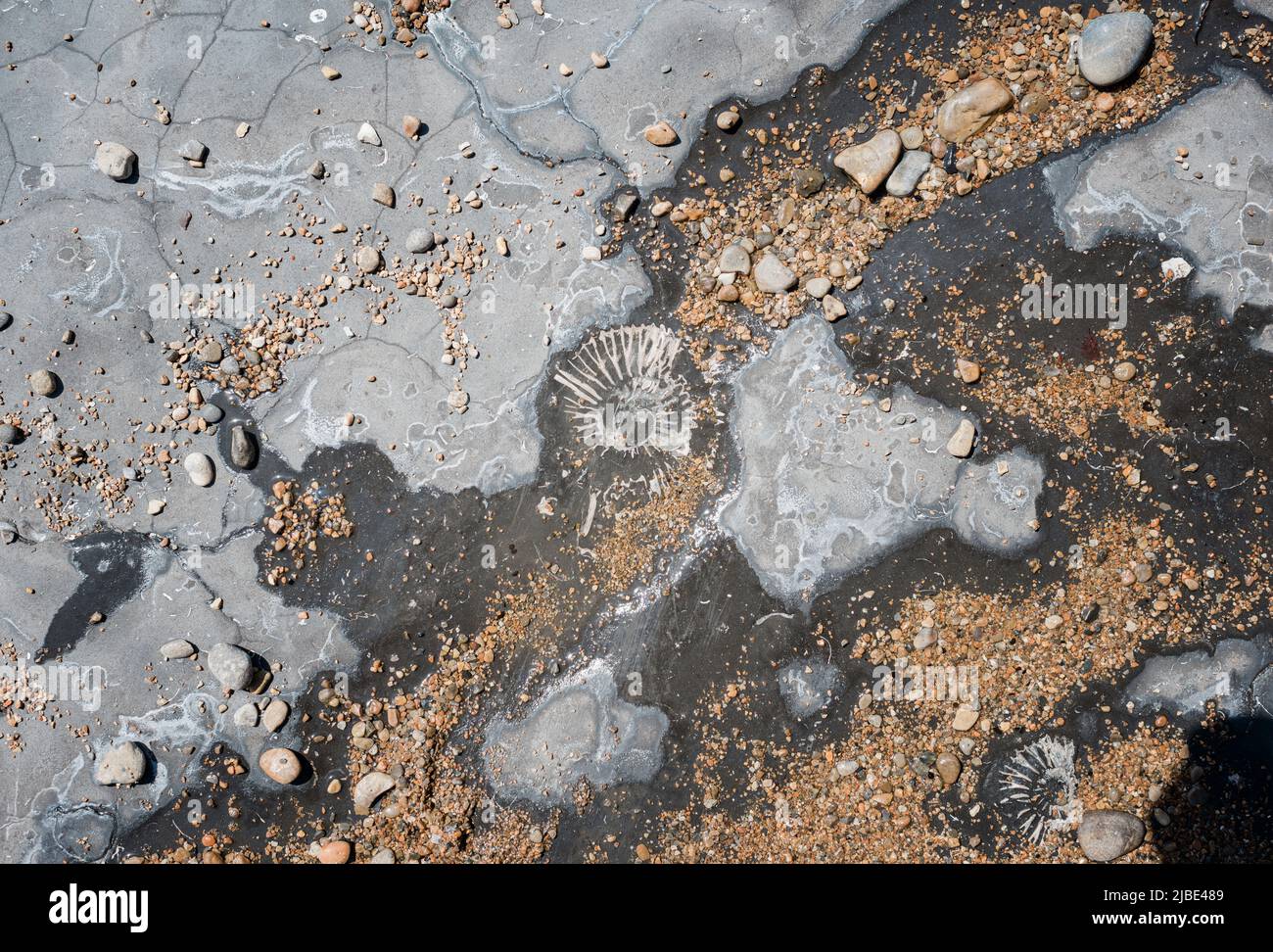Fossil on the jurassic coast in Dorset Stock Photo Alamy