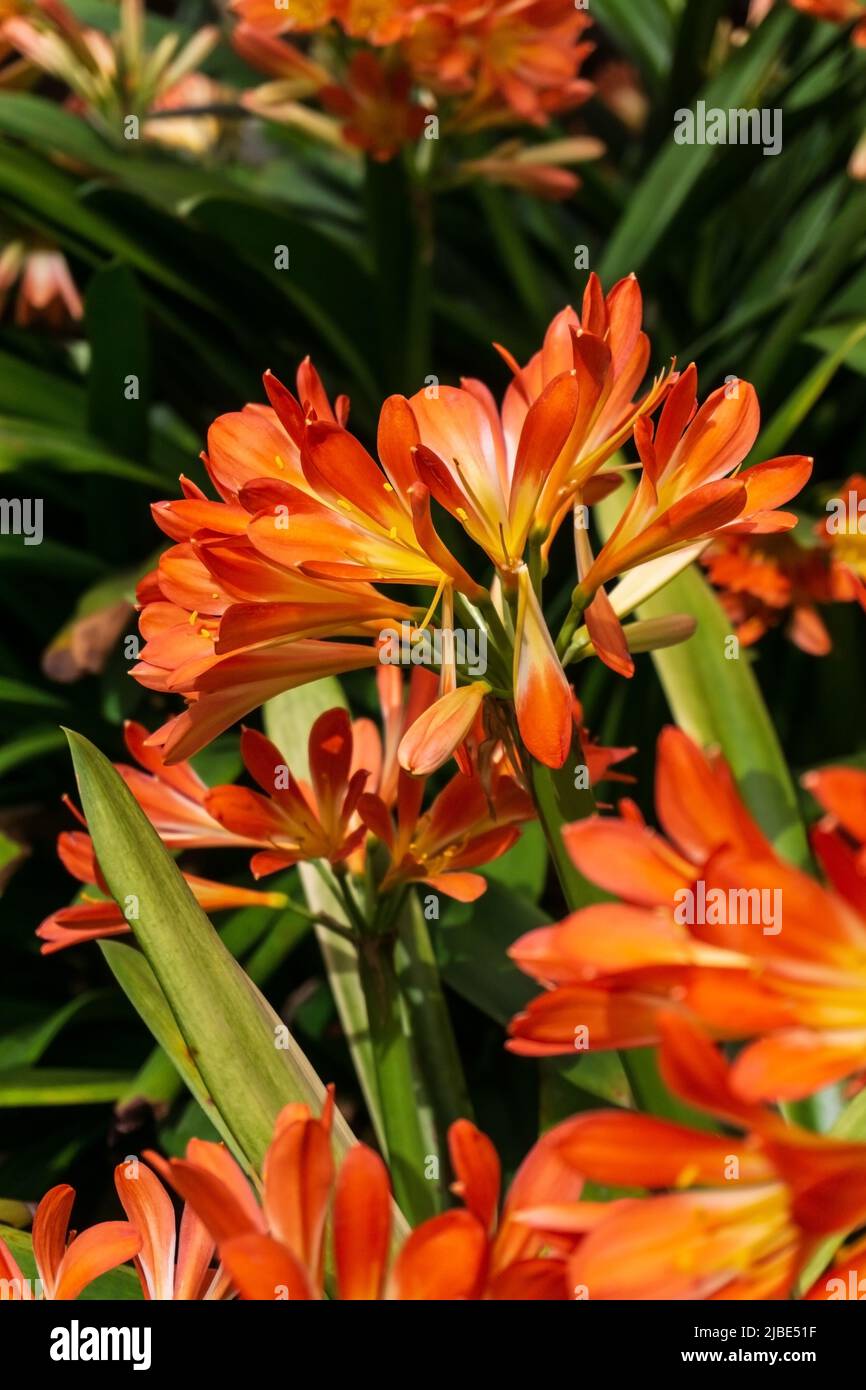 Orange flowers of Clivia miniata in the garden on a sunny day Stock Photo