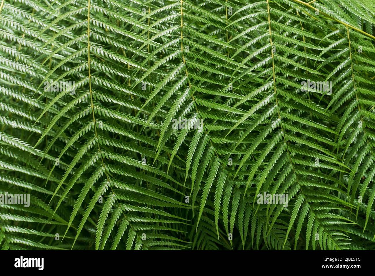 Texture of wavy green leaves hi-res stock photography and images - Alamy