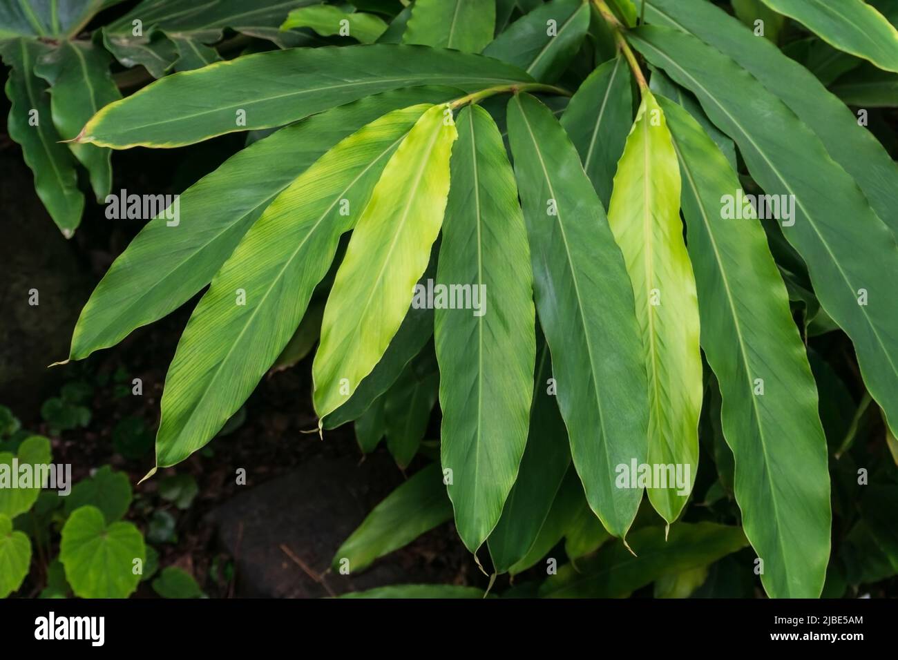 Branch of cardamom with green leaves Stock Photo
