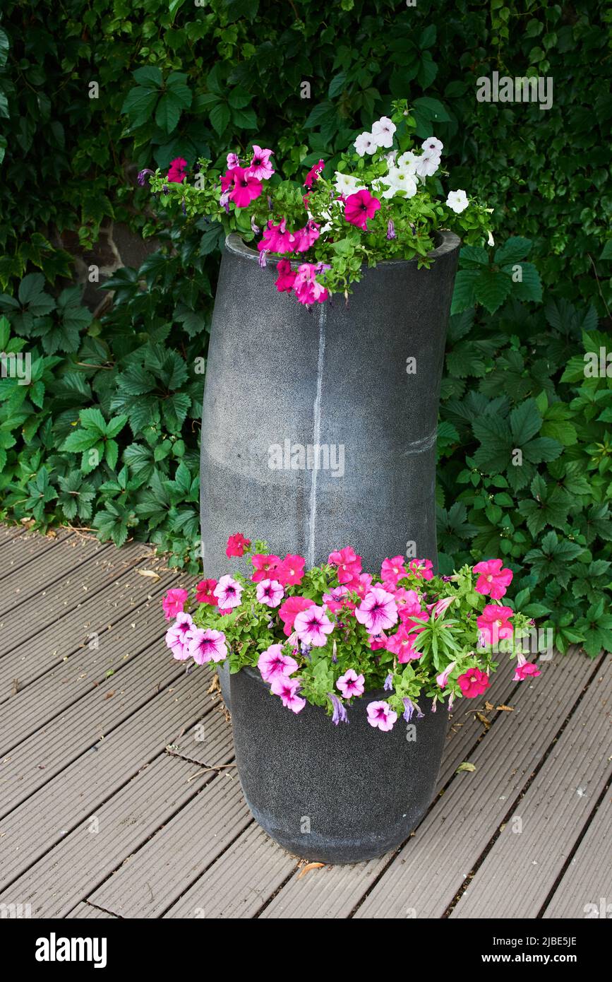 outdoor flowers in tubs for flowers in the courtyard of the house on