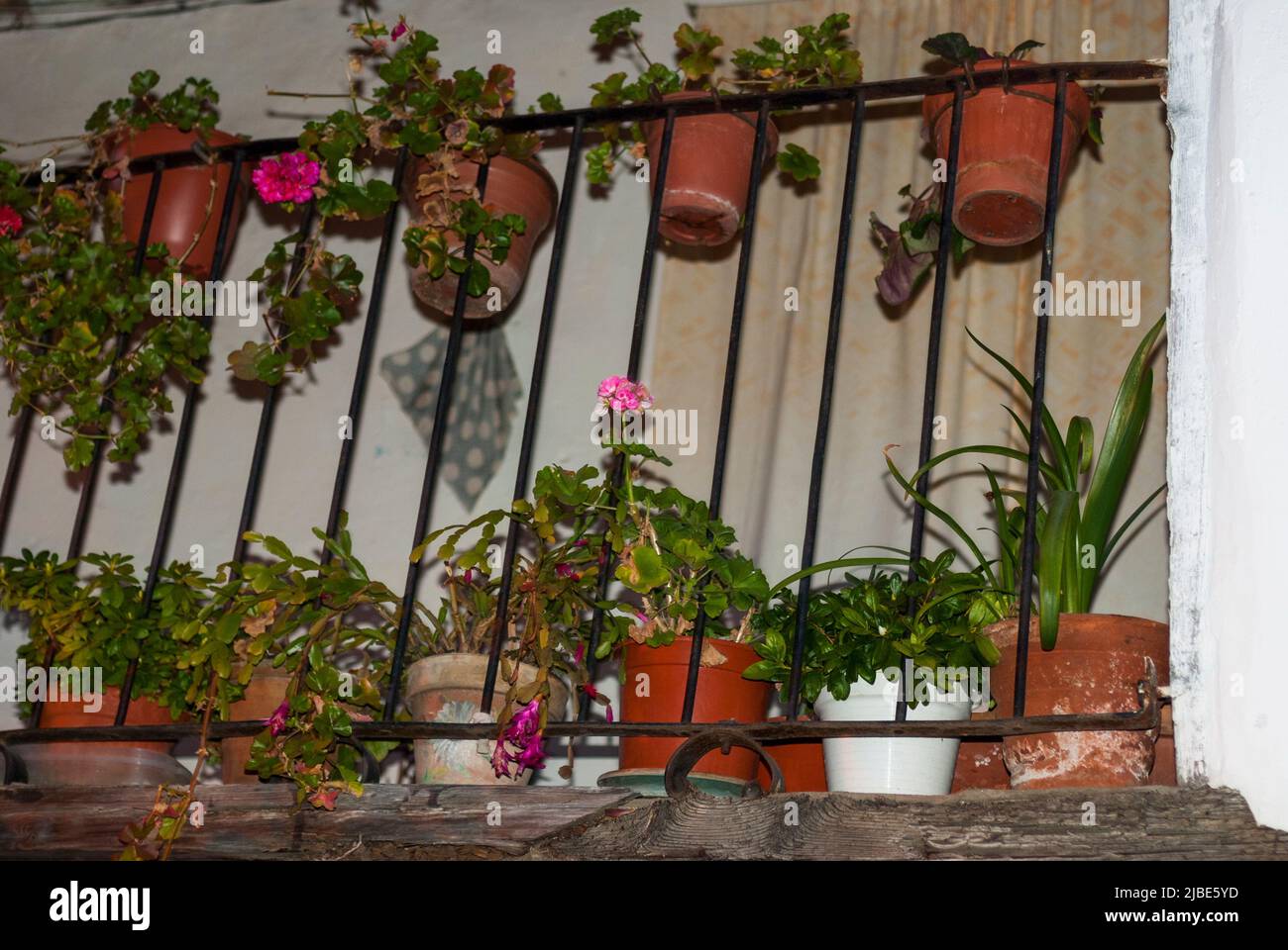 Iron balcony with potted green plants in the Jewish quarter of Hervas Stock Photo