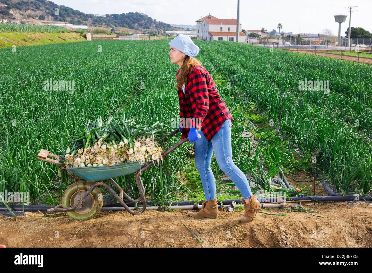 Female gardener pushing wheelbarrow with onions on plantation Stock ...