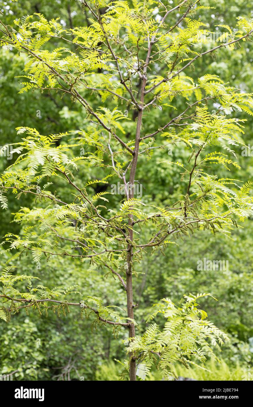 Gleditsia triacanthos var. inermis 'Harve' - thornless honey locust tree. Stock Photo