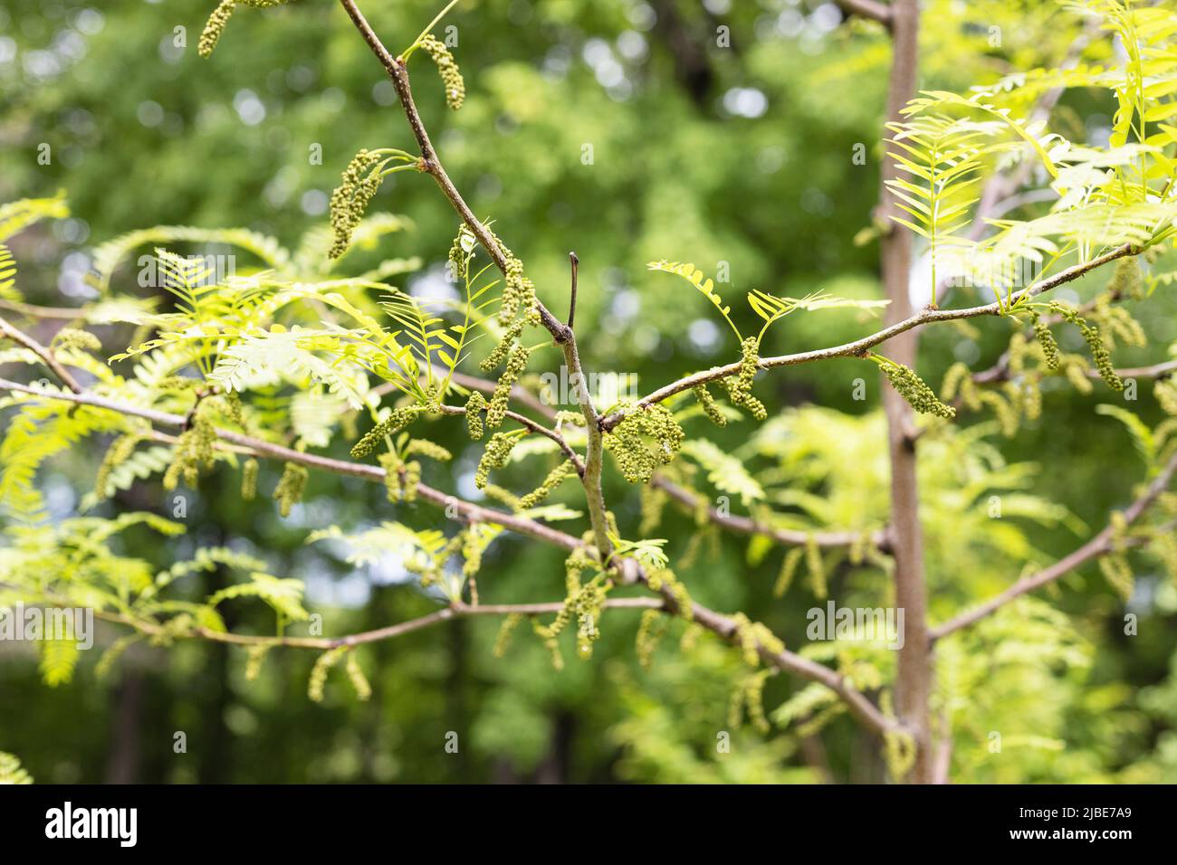 Gleditsia triacanthos var. inermis 'Harve' - thornless honey locust tree. Stock Photo