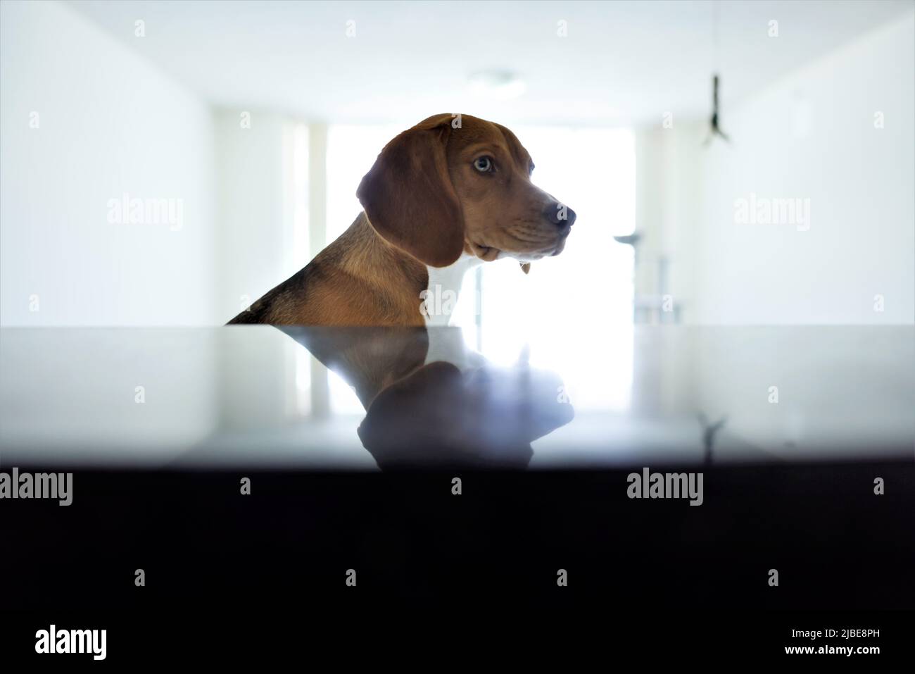 Beagle dog almost 1 year old great cuddly pet in apartment Stock Photo