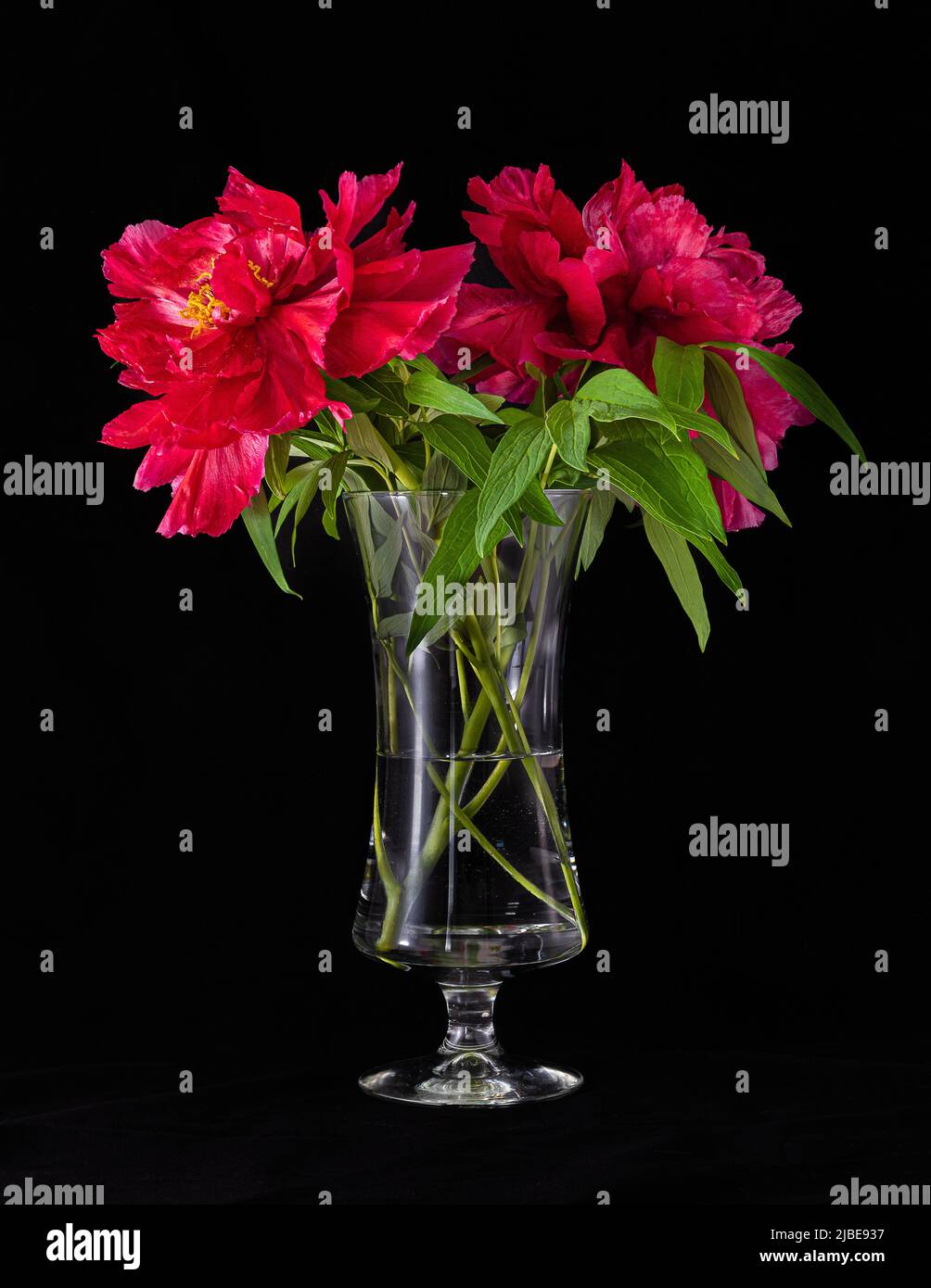 Peonies in a bottle on a black background. Still life photography. Fits in decorative frame. Stock Photo