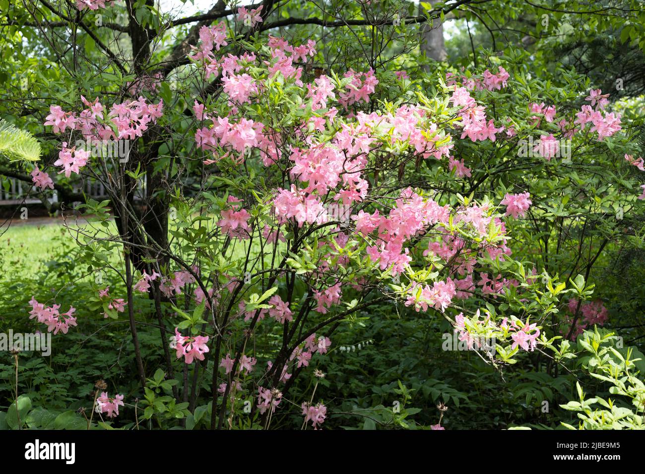 Rhododendron mollis x rhododendron roseum hybrid azalea flowers. Stock Photo