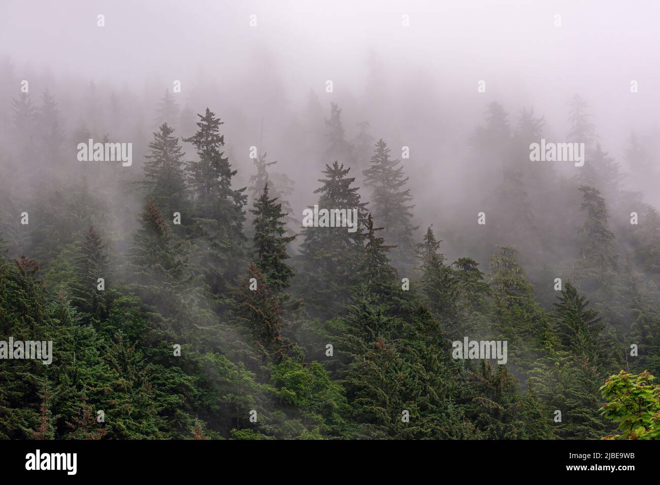 Juneau, Alaska, USA - July 19, 2011: Thick gray fog covers barely-visible dense green pine forest on slope of mountain as if skies fell. Stock Photo