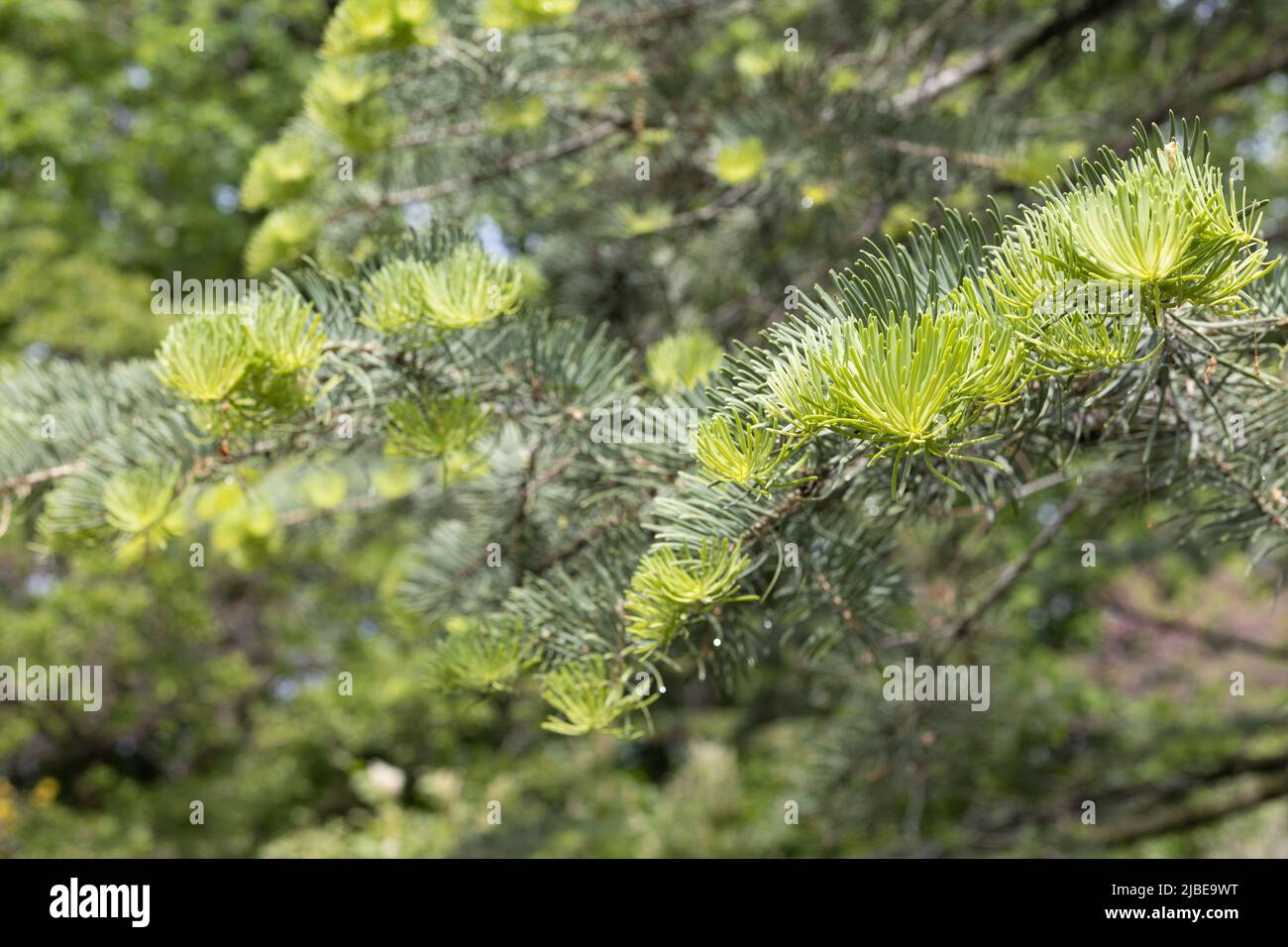 Abies concolor - white fir tree, close up. Stock Photo