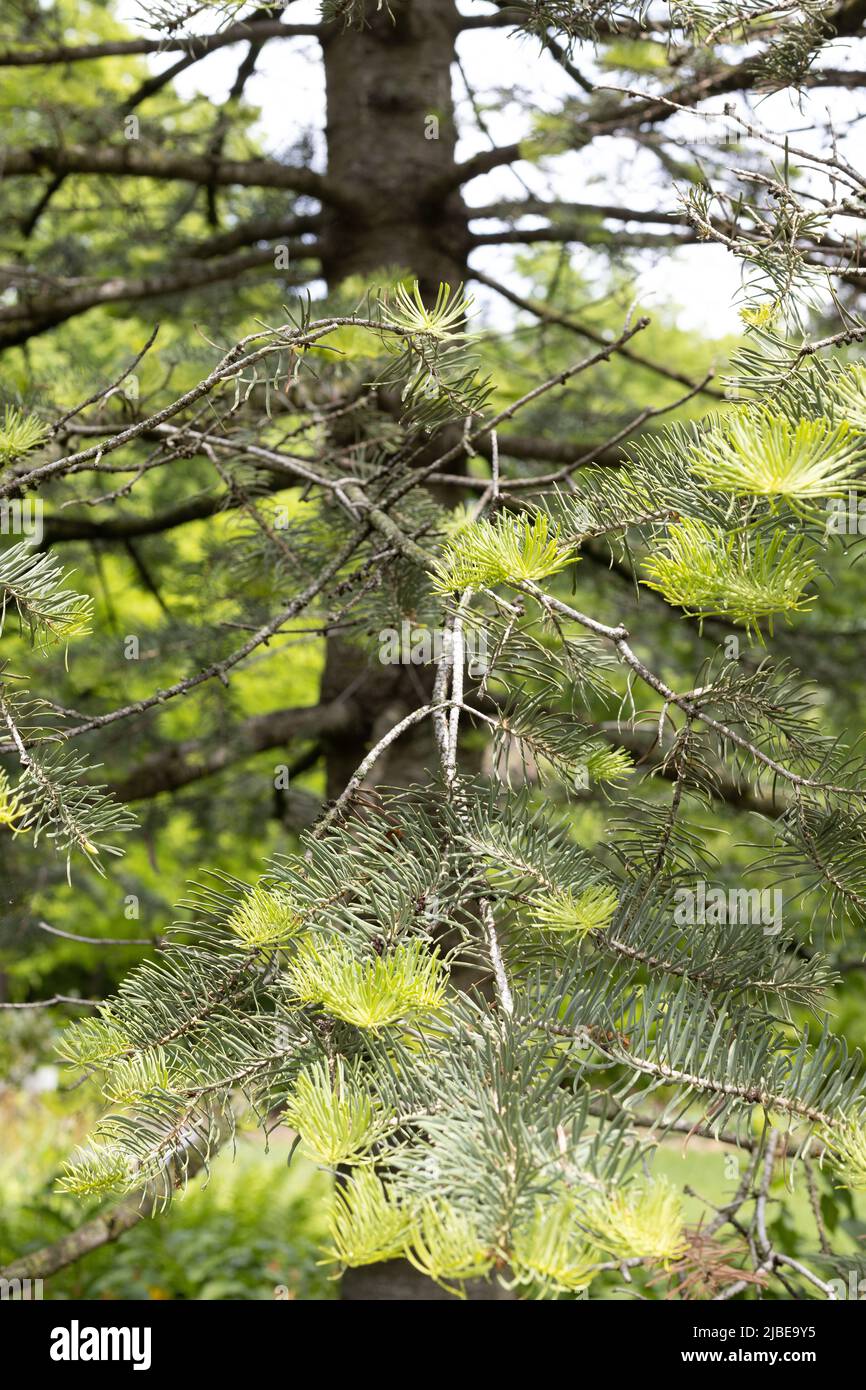 Abies concolor - white fir tree, close up. Stock Photo