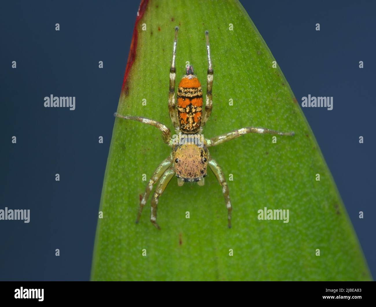 A jumping spider on the green leaf Stock Photo - Alamy