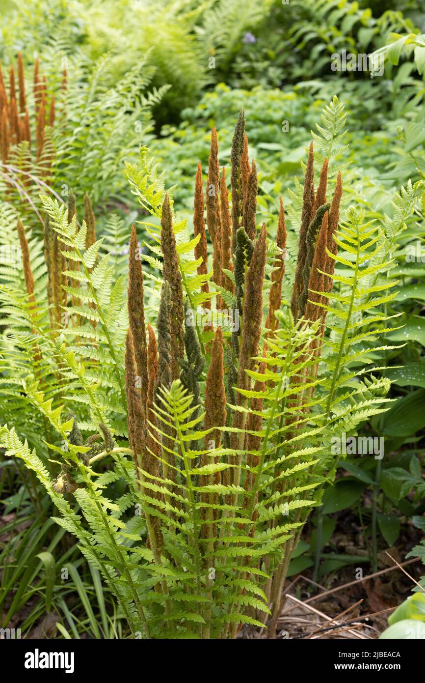 Osmunda cinnamomea - cinnamon fern. Stock Photo
