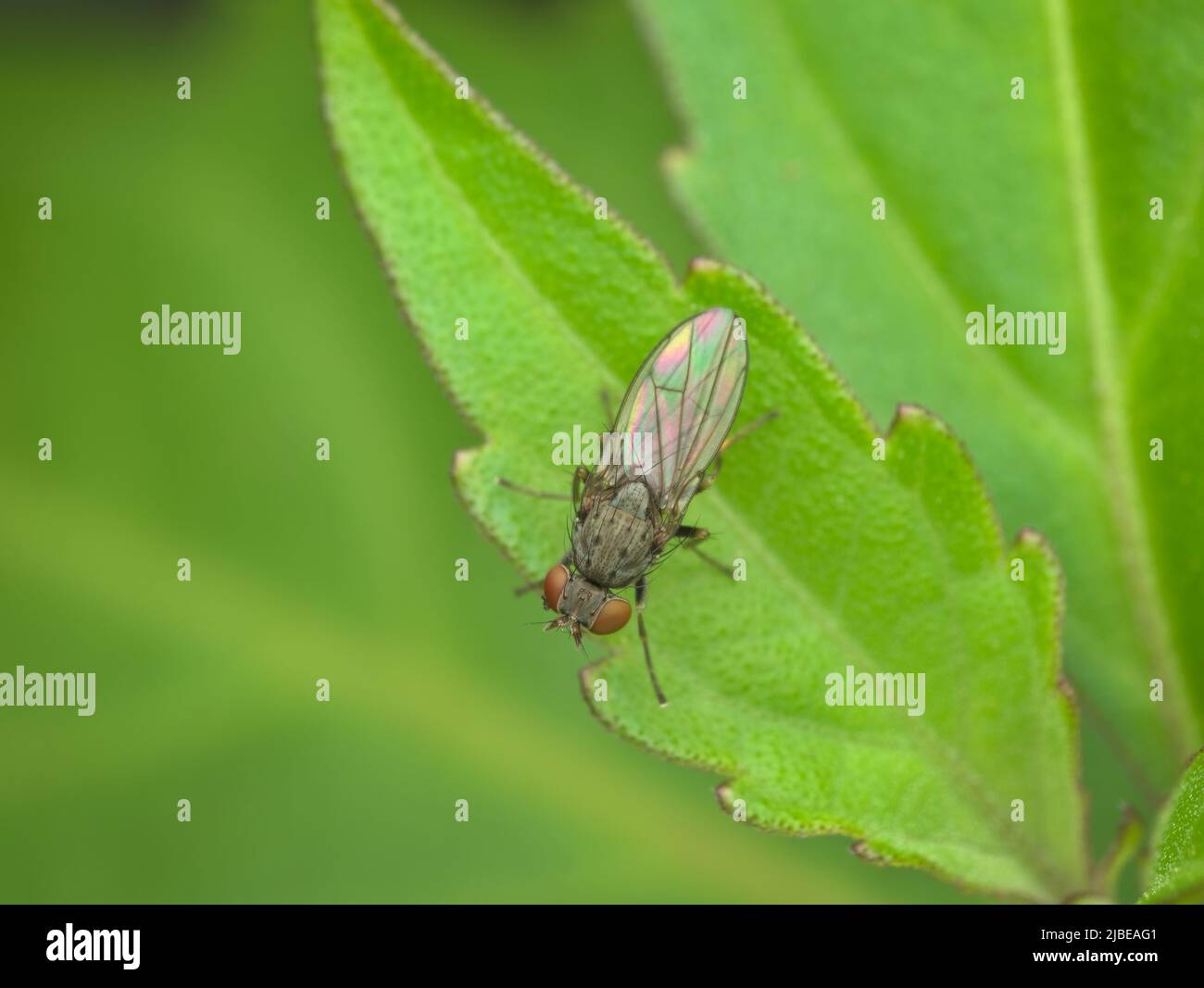 Shorefly hires stock photography and images Alamy