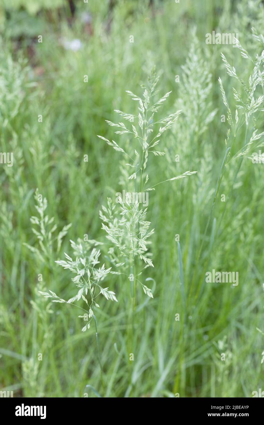 Sporobolus heterolepis - prairie dropseed grass. Stock Photo