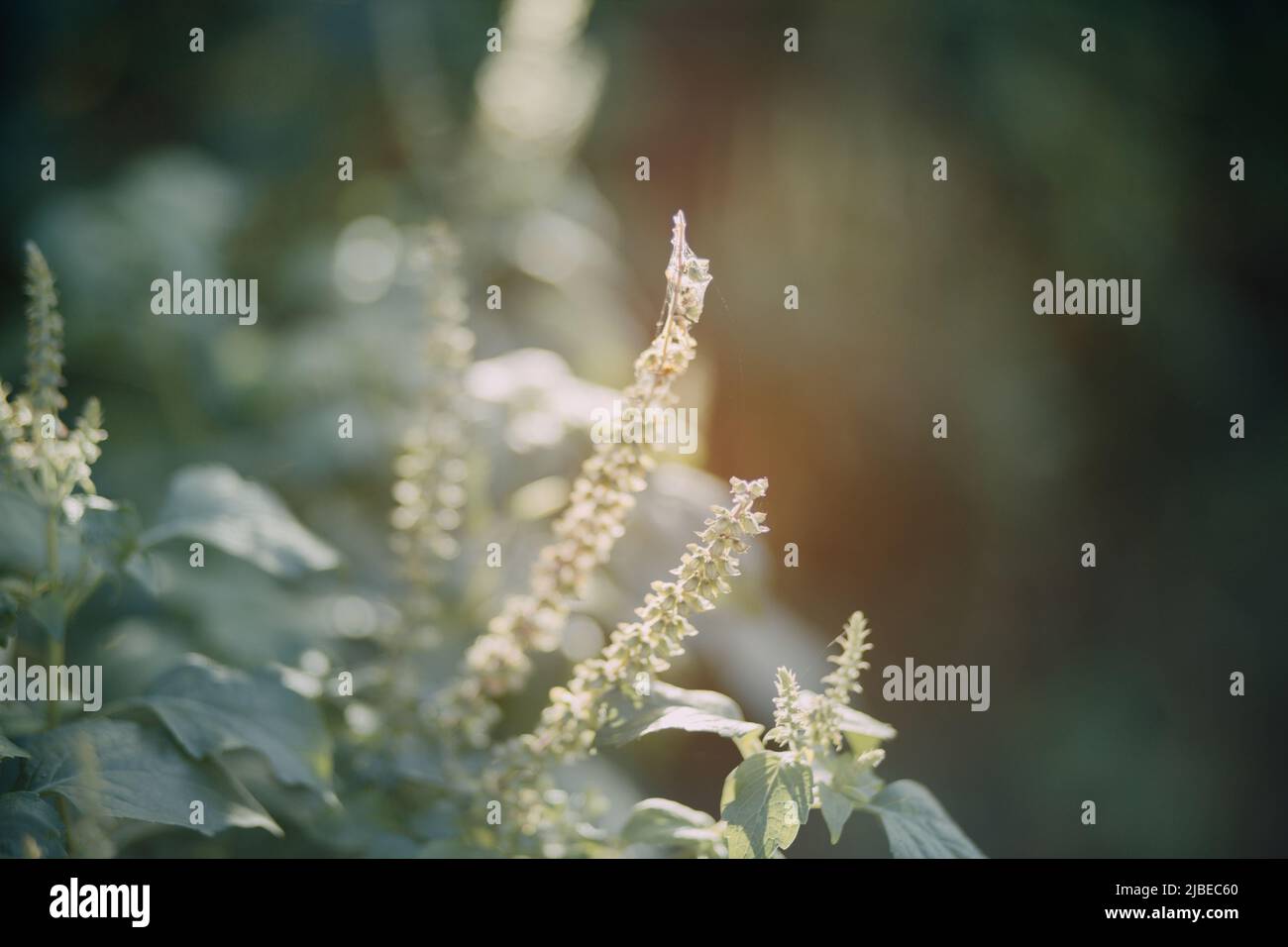 Summer forest in bright sunny hi-res stock photography and images - Alamy