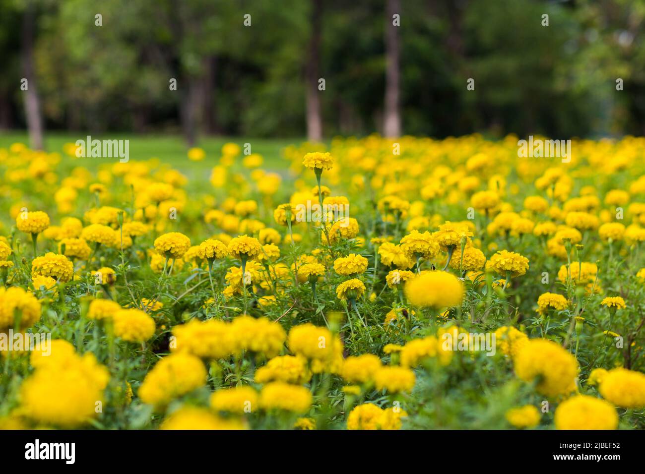 colorful flowers ,Yellow marigold flower Stock Photo