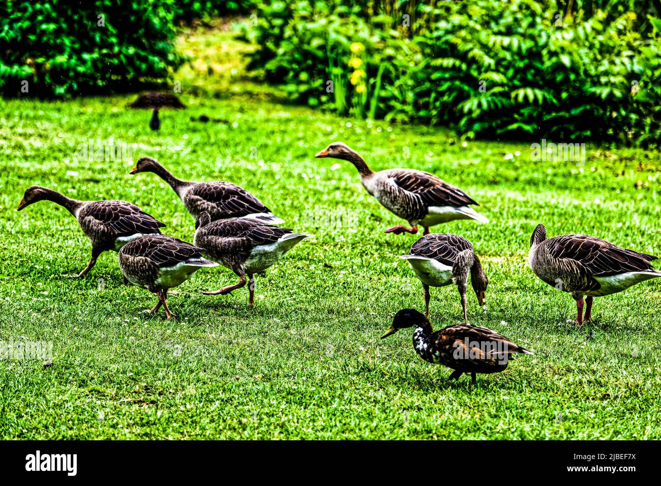 Enten Teich am Neues Rathaus .Hannover Stock Photo Alamy