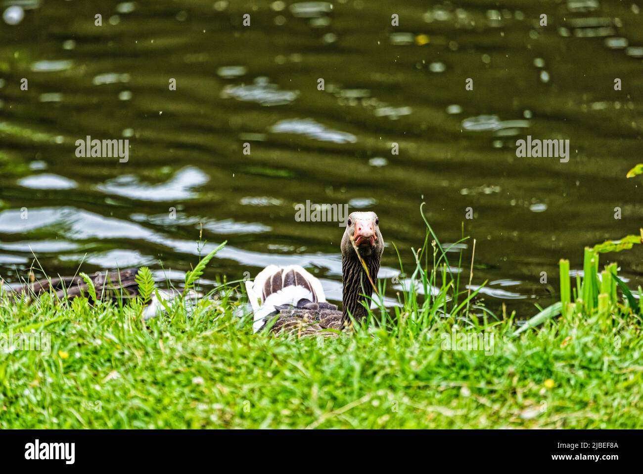 Enten Teich am Neues Rathaus .Hannover Stock Photo Alamy