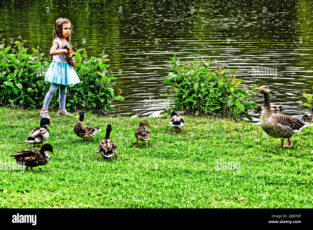 Enten Teich am Neues Rathaus .Hannover Stock Photo Alamy