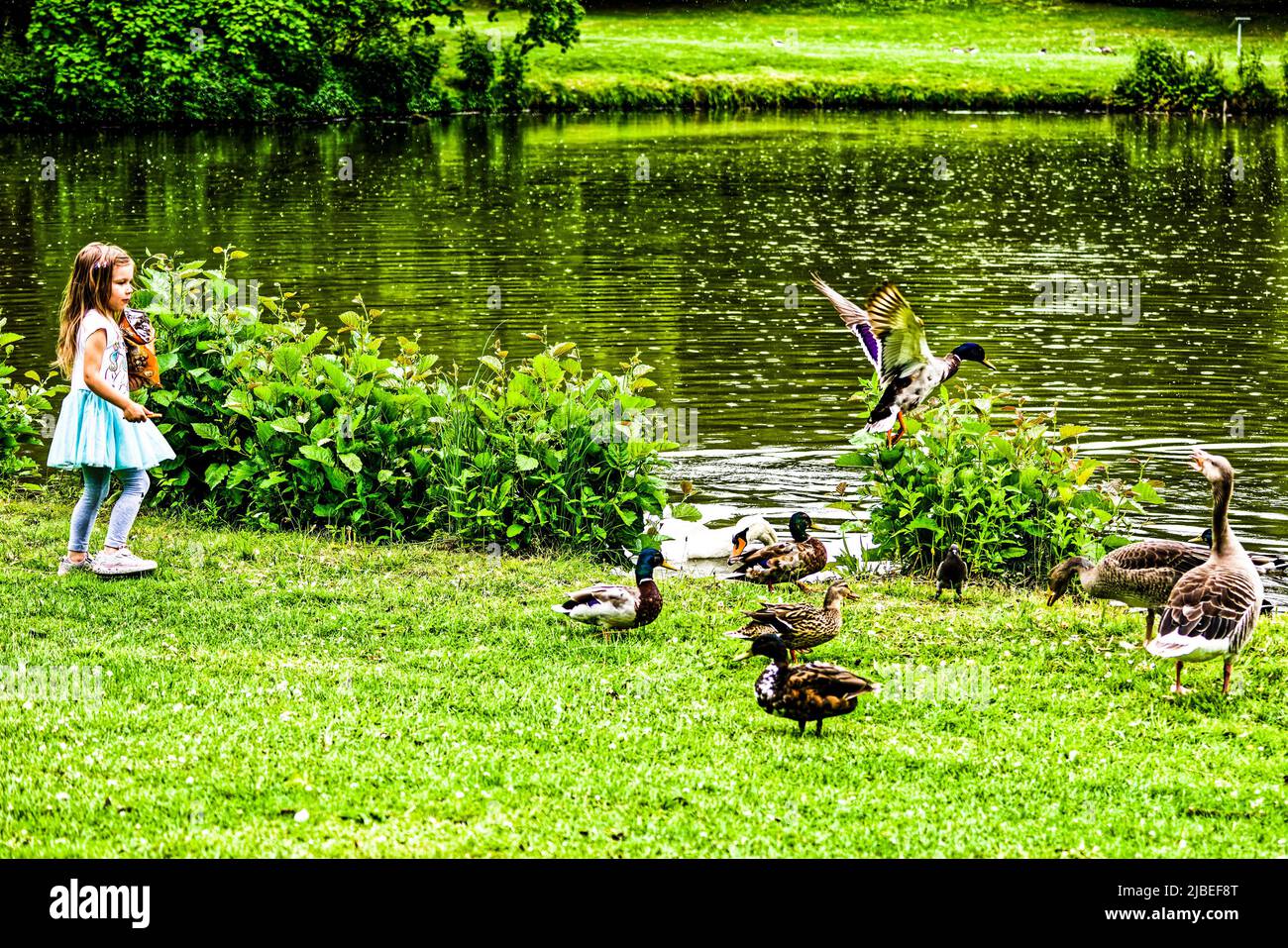 Enten Teich am Neues Rathaus .Hannover Stock Photo Alamy