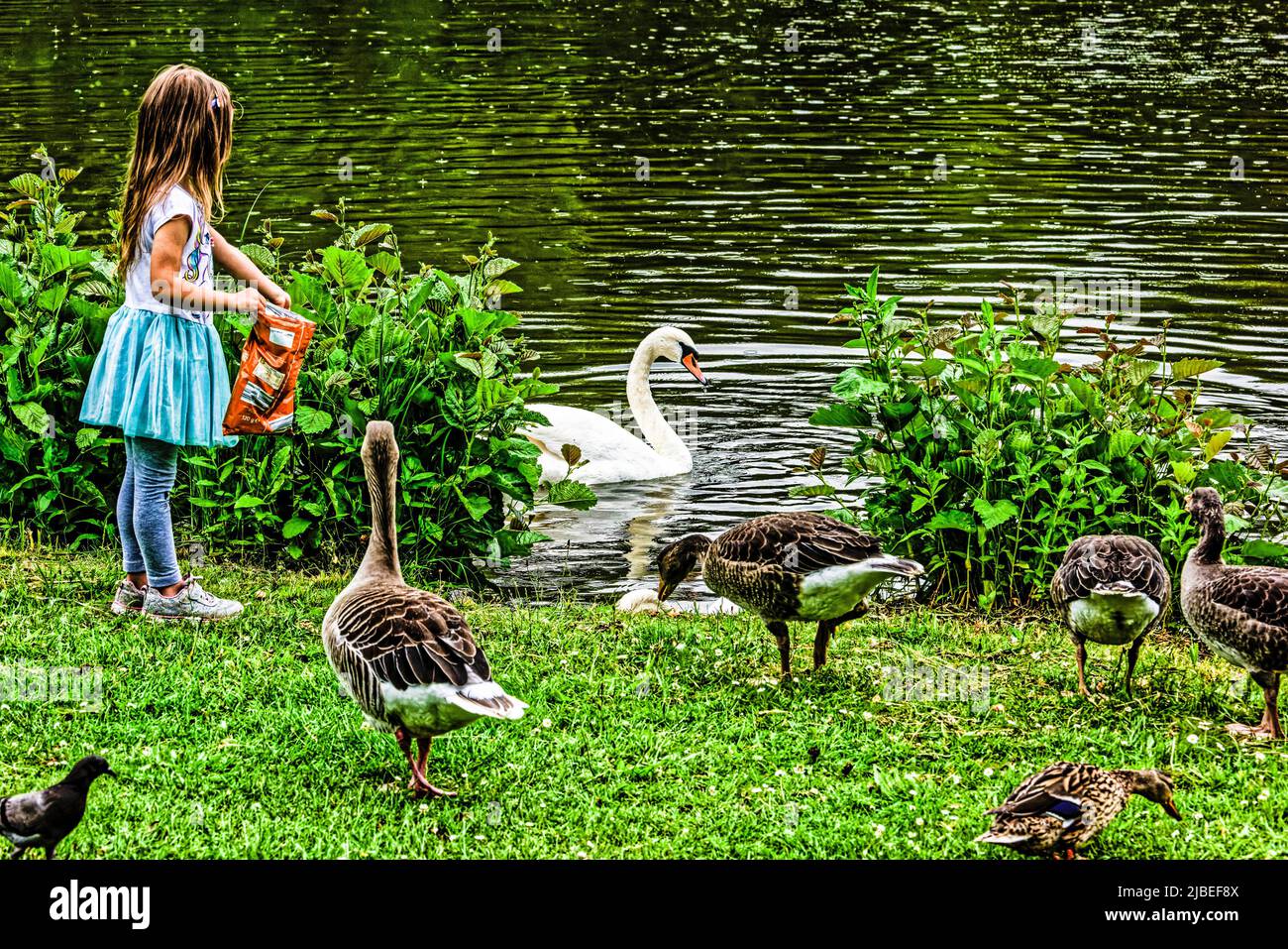 Enten Teich am Neues Rathaus .Hannover Stock Photo Alamy