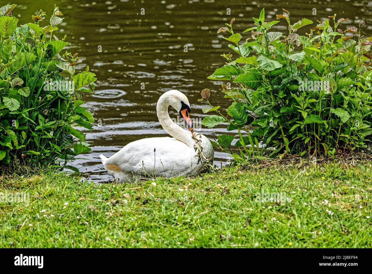 Enten Teich am Neues Rathaus .Hannover Stock Photo Alamy
