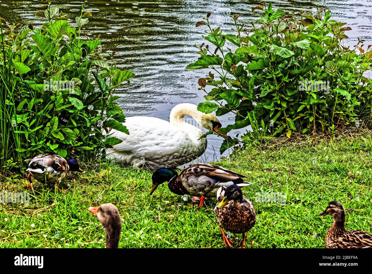 Enten Teich am Neues Rathaus .Hannover Stock Photo Alamy