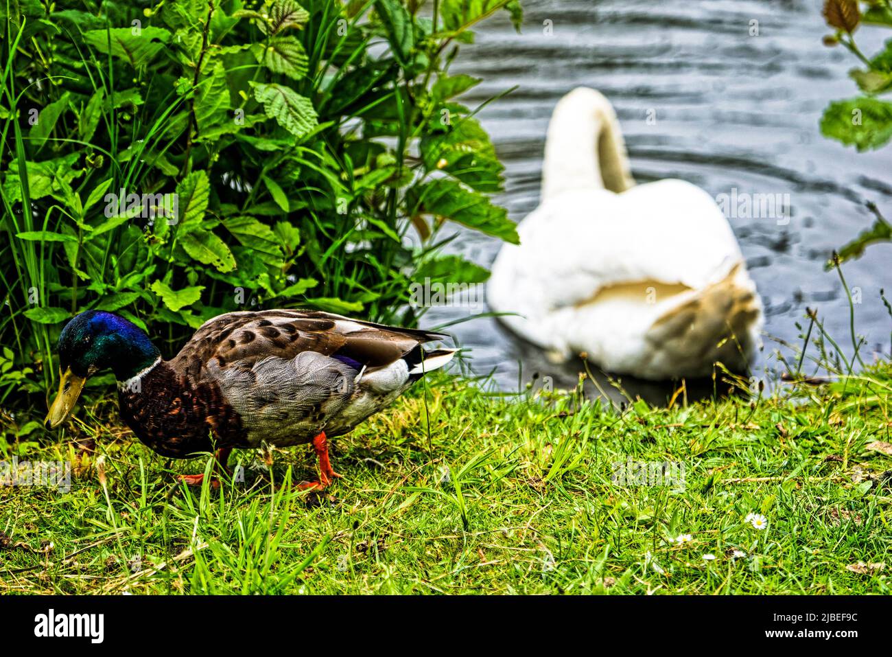Enten Teich am Neues Rathaus .Hannover Stock Photo Alamy