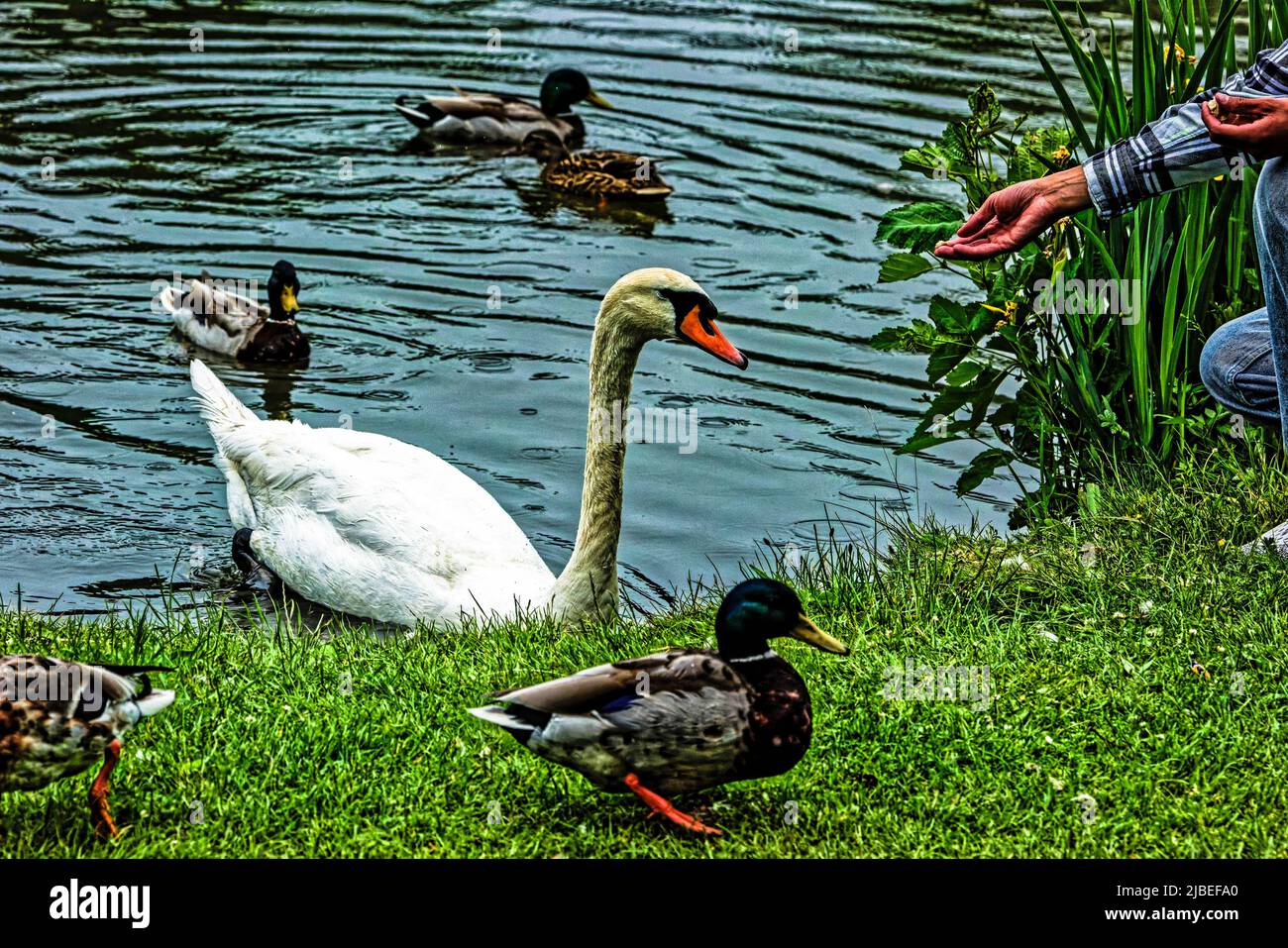 Enten Teich am Neues Rathaus .Hannover Stock Photo Alamy