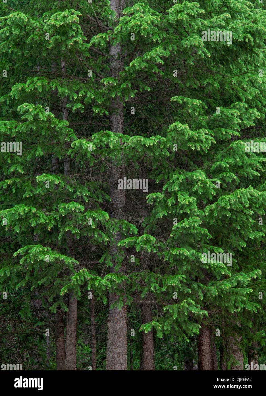 Conifer trees Stock Photo