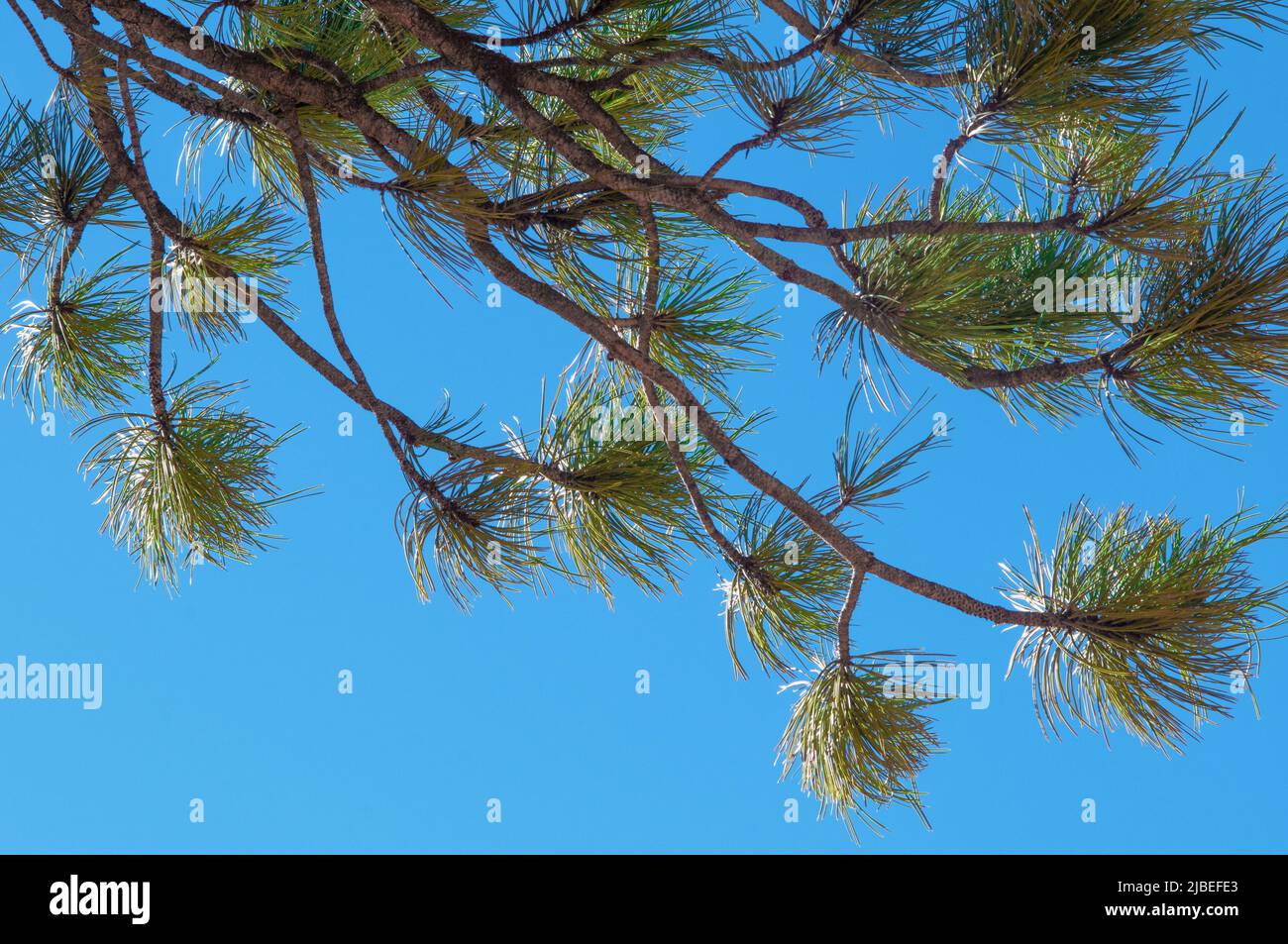 Conifer tree branches and needles Stock Photo