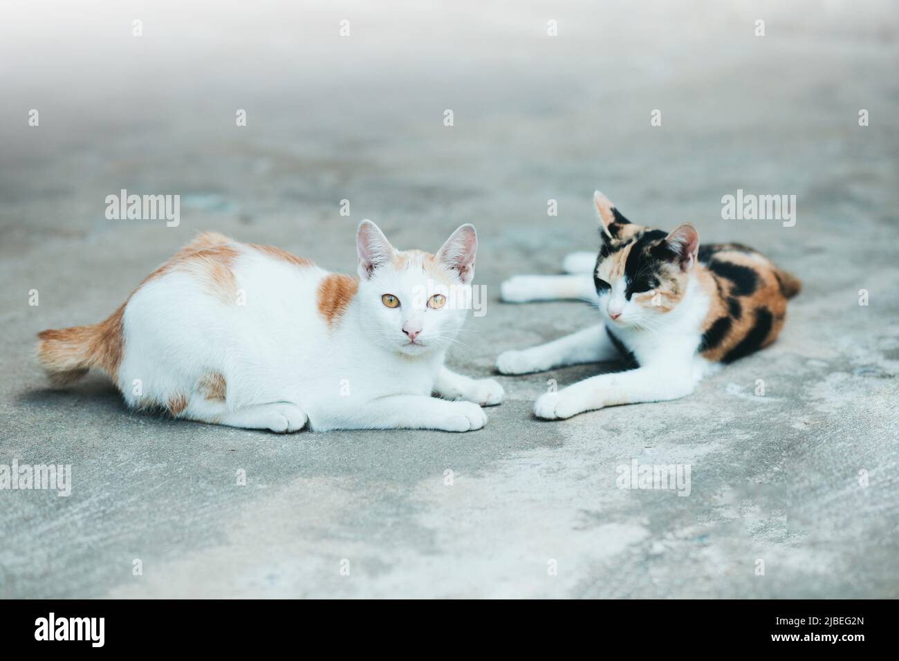 Two cats sleep on cement cats skin surface, Thai cat skin.Cats Siam cat