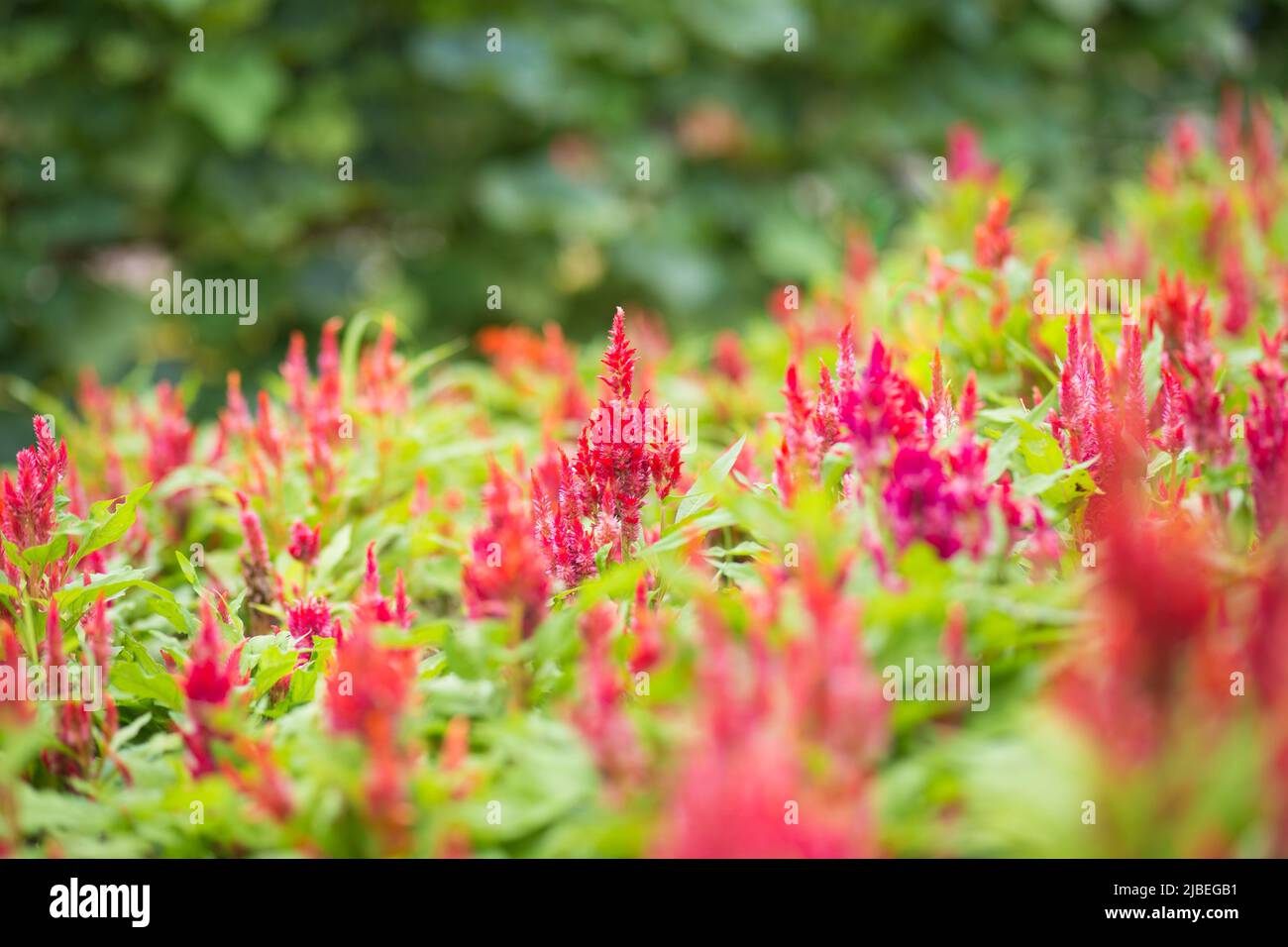 Wool flower hi-res stock photography and images - Alamy