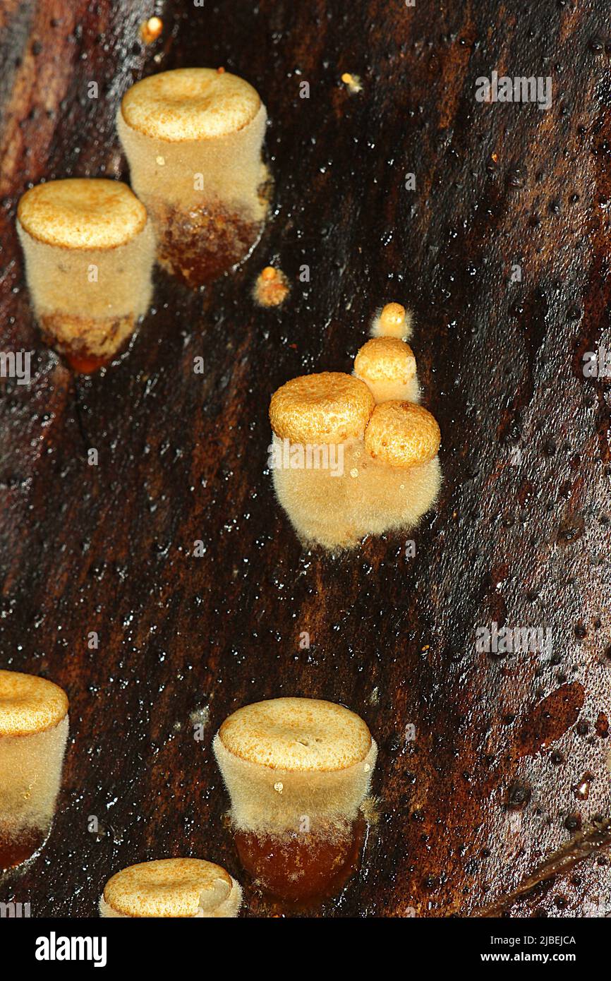 Common Birds Nest Fungus (Crucibulum laeve) Stock Photo