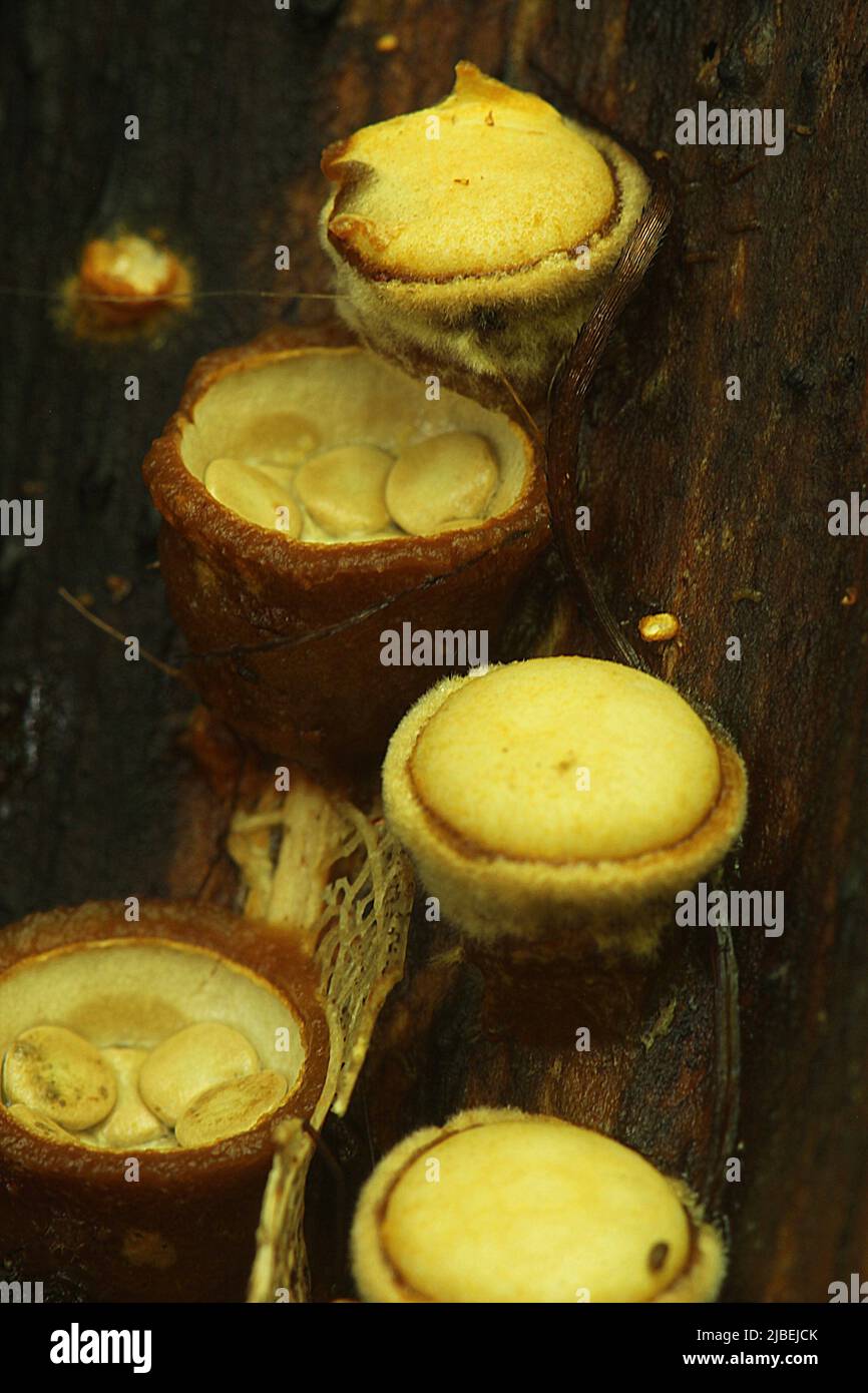 Common Birds Nest Fungus (Crucibulum laeve) Stock Photo