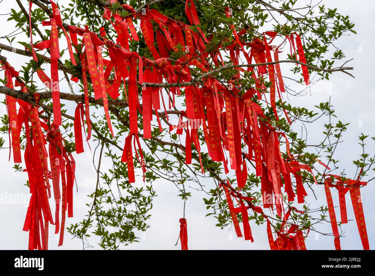An ancient banyan tree is covered with blessing talismans praying for