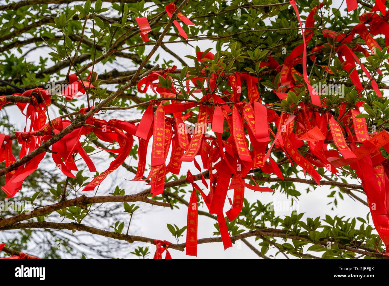 An ancient banyan tree is covered with blessing talismans praying for