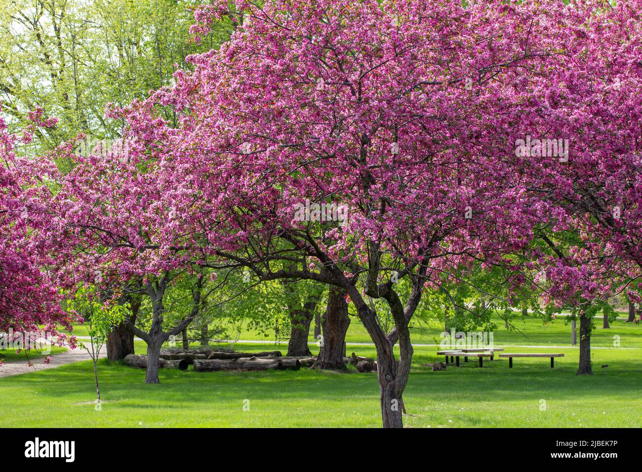 Landscape view of beautiful ornamental apple trees in full bloom in an