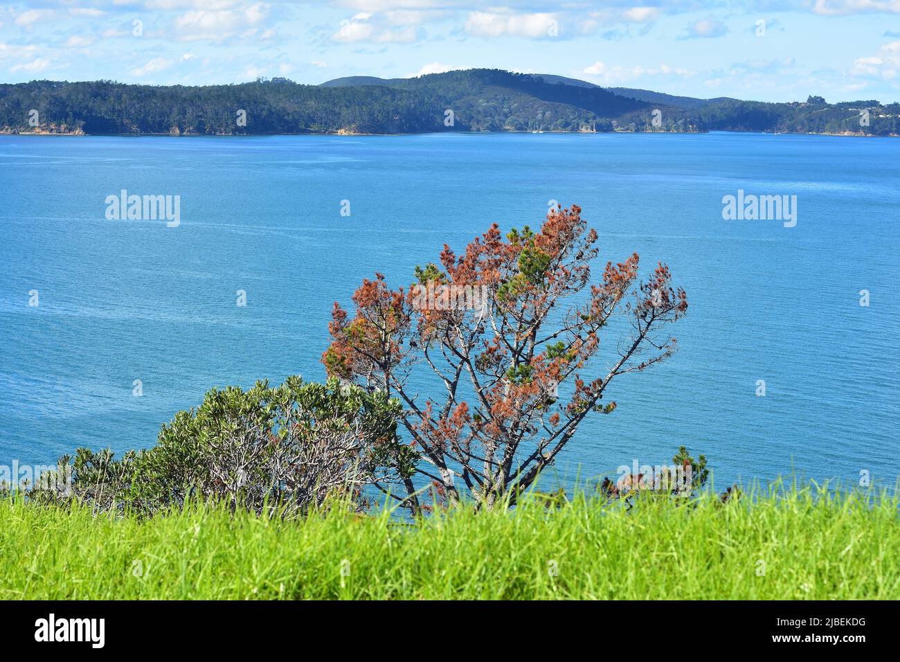 View of southwestern side of Kawau Island from Scandrett Regional Park with partly dry conifer tree in foreground. Location: Mahurangi East New Zealan Stock Photo