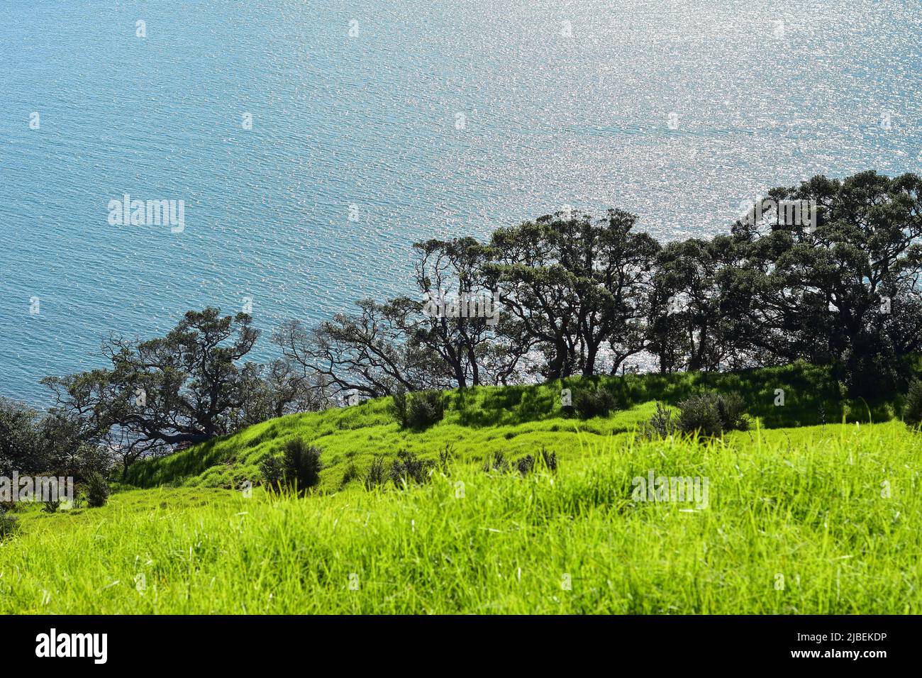 Green paddock sloping to cliff edge with Pohutukawa trees with calm Kawau Bay in background. Location: Mahurangi East New Zealand Stock Photo